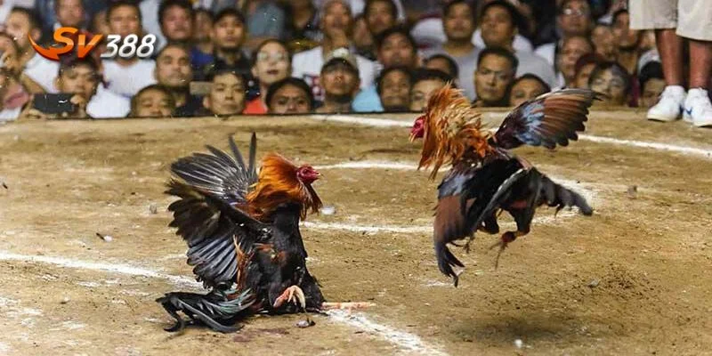Cách Cá Cược Đá Gà Luôn Thắng Ở SV388- Cao Thủ Bật Mý 4 Chọn Sv388 uy tín để cá cược đá gà luôn thắng.